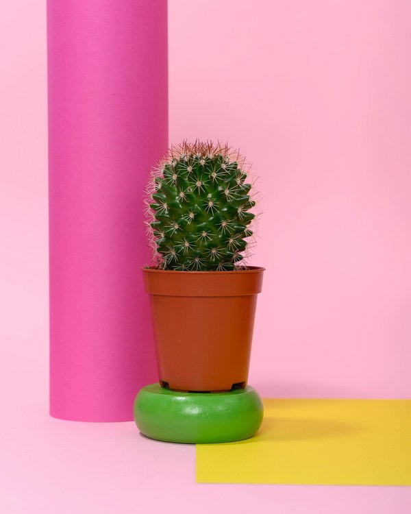 Styley plante : des accessoires cactus tendance et personnalisables